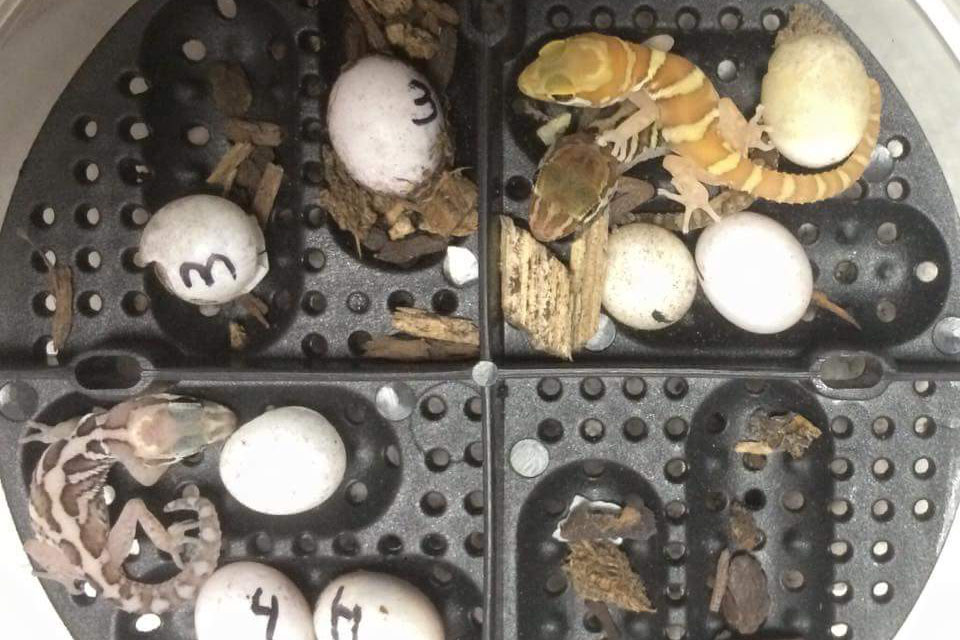 Summer is hatching season