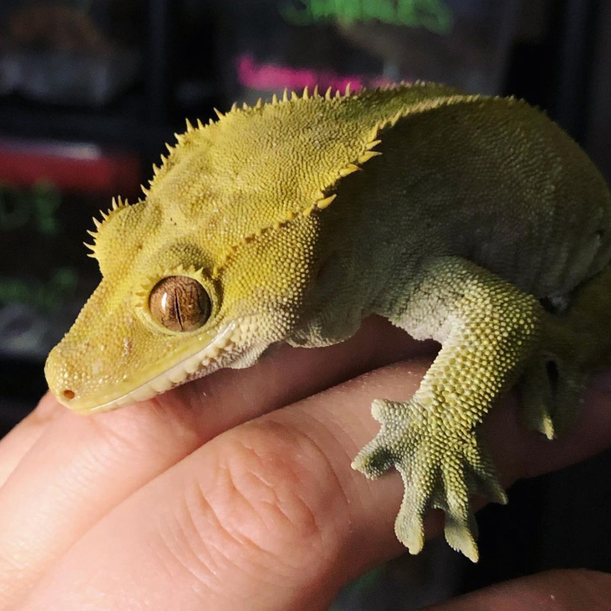 Not just pictus geckos