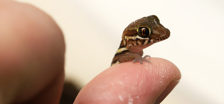 Breeding pictus geckos