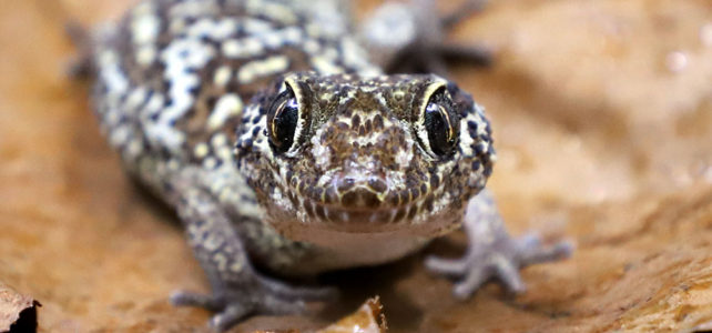 Pictus gecko basics