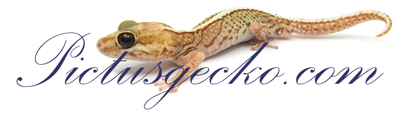 Pictusgecko.com
